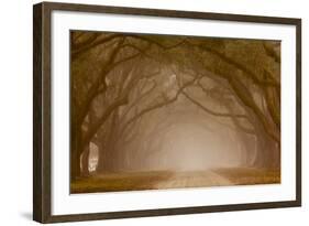 Georgia, Savannah, Fog and Oaks Along Drive at Wormsloe Plantation-Joanne Wells-Framed Photographic Print