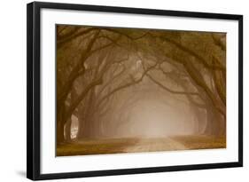 Georgia, Savannah, Fog and Oaks Along Drive at Wormsloe Plantation-Joanne Wells-Framed Photographic Print