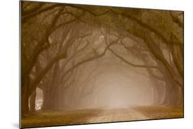 Georgia, Savannah, Fog and Oaks Along Drive at Wormsloe Plantation-Joanne Wells-Mounted Photographic Print