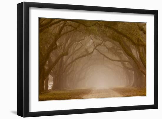 Georgia, Savannah, Fog and Oaks Along Drive at Wormsloe Plantation-Joanne Wells-Framed Photographic Print