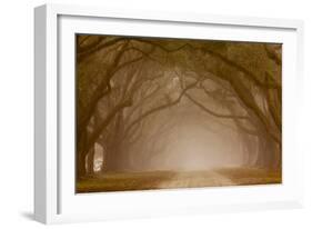 Georgia, Savannah, Fog and Oaks Along Drive at Wormsloe Plantation-Joanne Wells-Framed Photographic Print