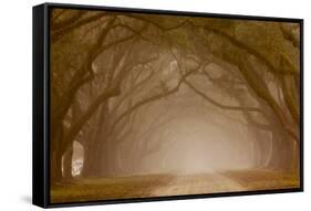 Georgia, Savannah, Fog and Oaks Along Drive at Wormsloe Plantation-Joanne Wells-Framed Stretched Canvas