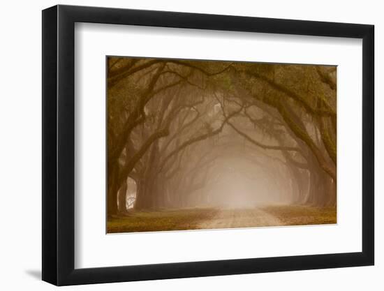 Georgia, Savannah, Fog and Oaks Along Drive at Wormsloe Plantation-Joanne Wells-Framed Photographic Print