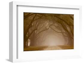 Georgia, Savannah, Fog and Oaks Along Drive at Wormsloe Plantation-Joanne Wells-Framed Photographic Print