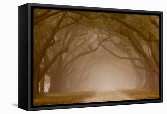 Georgia, Savannah, Fog and Oaks Along Drive at Wormsloe Plantation-Joanne Wells-Framed Stretched Canvas