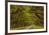 Georgia, Savannah, Mile Long Oak Drive at Historic Wormsloe Plantation-Joanne Wells-Framed Photographic Print