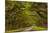 Georgia, Savannah, Mile Long Oak Drive at Historic Wormsloe Plantation-Joanne Wells-Mounted Photographic Print