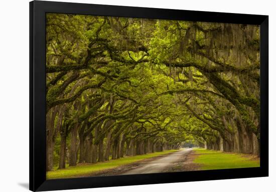 Georgia, Savannah, Mile Long Oak Drive at Historic Wormsloe Plantation-Joanne Wells-Framed Photographic Print