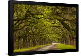 Georgia, Savannah, Mile Long Oak Drive at Historic Wormsloe Plantation-Joanne Wells-Framed Photographic Print