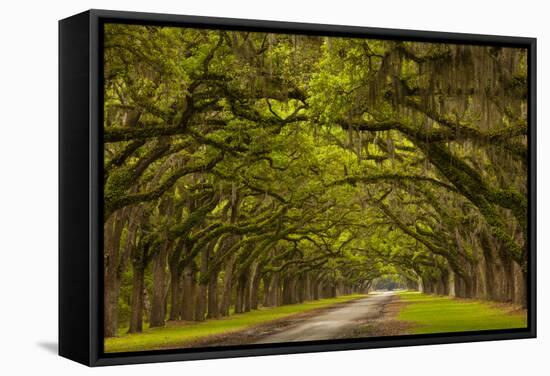 Georgia, Savannah, Mile Long Oak Drive at Historic Wormsloe Plantation-Joanne Wells-Framed Stretched Canvas