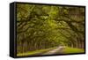 Georgia, Savannah, Mile Long Oak Drive at Historic Wormsloe Plantation-Joanne Wells-Framed Stretched Canvas