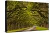 Georgia, Savannah, Mile Long Oak Drive at Historic Wormsloe Plantation-Joanne Wells-Stretched Canvas