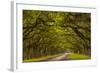 Georgia, Savannah, Mile Long Oak Drive at Historic Wormsloe Plantation-Joanne Wells-Framed Photographic Print
