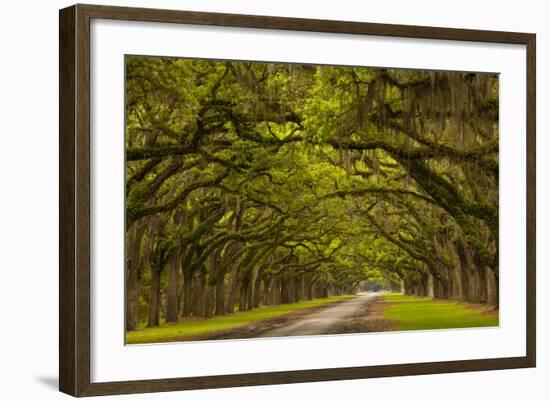 Georgia, Savannah, Mile Long Oak Drive at Historic Wormsloe Plantation-Joanne Wells-Framed Photographic Print