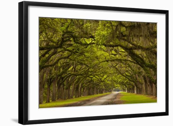 Georgia, Savannah, Mile Long Oak Drive at Historic Wormsloe Plantation-Joanne Wells-Framed Photographic Print