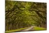 Georgia, Savannah, Mile Long Oak Drive at Historic Wormsloe Plantation-Joanne Wells-Mounted Photographic Print