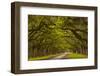 Georgia, Savannah, Mile Long Oak Drive at Historic Wormsloe Plantation-Joanne Wells-Framed Photographic Print