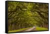 Georgia, Savannah, Mile Long Oak Drive at Historic Wormsloe Plantation-Joanne Wells-Framed Stretched Canvas