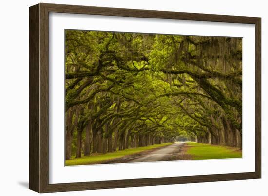 Georgia, Savannah, Mile Long Oak Drive at Historic Wormsloe Plantation-Joanne Wells-Framed Photographic Print