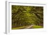 Georgia, Savannah, Mile Long Oak Drive at Historic Wormsloe Plantation-Joanne Wells-Framed Photographic Print