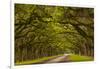 Georgia, Savannah, Mile Long Oak Drive at Historic Wormsloe Plantation-Joanne Wells-Framed Photographic Print