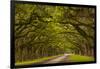 Georgia, Savannah, Mile Long Oak Drive at Historic Wormsloe Plantation-Joanne Wells-Framed Photographic Print