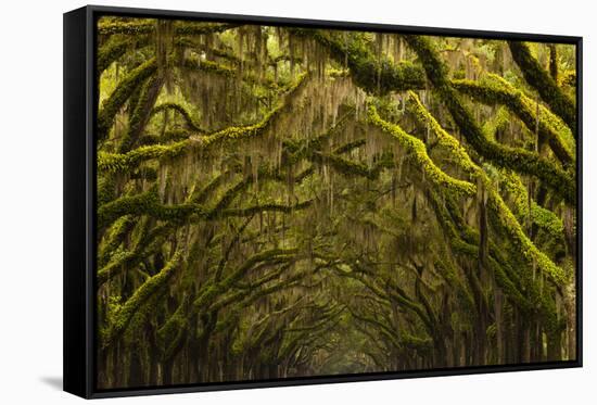 Georgia, Savannah, Oak Lined Drive at Historic Wormsloe Plantation-Joanne Wells-Framed Stretched Canvas