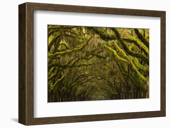 Georgia, Savannah, Oak Lined Drive at Historic Wormsloe Plantation-Joanne Wells-Framed Photographic Print