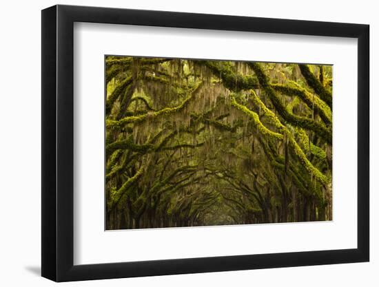 Georgia, Savannah, Oak Lined Drive at Historic Wormsloe Plantation-Joanne Wells-Framed Photographic Print