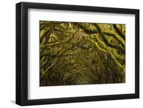 Georgia, Savannah, Oak Lined Drive at Historic Wormsloe Plantation-Joanne Wells-Framed Photographic Print