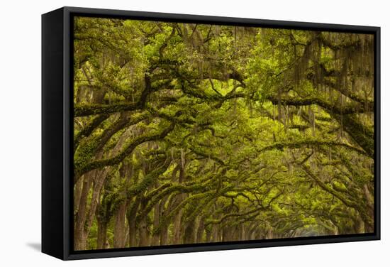 Georgia, Savannah, Oaks Covered in Moss at Wormsloe Plantation-Joanne Wells-Framed Stretched Canvas