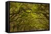 Georgia, Savannah, Oaks Covered in Moss at Wormsloe Plantation-Joanne Wells-Framed Stretched Canvas