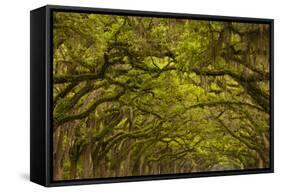 Georgia, Savannah, Oaks Covered in Moss at Wormsloe Plantation-Joanne Wells-Framed Stretched Canvas