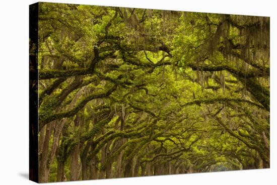 Georgia, Savannah, Oaks Covered in Moss at Wormsloe Plantation-Joanne Wells-Stretched Canvas