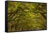 Georgia, Savannah, Oaks Covered in Moss at Wormsloe Plantation-Joanne Wells-Framed Stretched Canvas