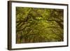 Georgia, Savannah, Oaks Covered in Moss at Wormsloe Plantation-Joanne Wells-Framed Photographic Print