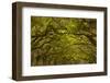 Georgia, Savannah, Oaks Covered in Moss at Wormsloe Plantation-Joanne Wells-Framed Photographic Print