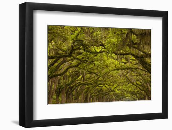 Georgia, Savannah, Oaks Covered in Moss at Wormsloe Plantation-Joanne Wells-Framed Photographic Print