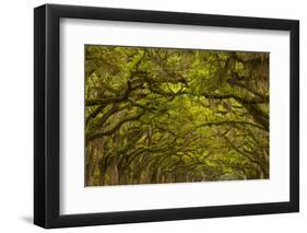 Georgia, Savannah, Oaks Covered in Moss at Wormsloe Plantation-Joanne Wells-Framed Photographic Print