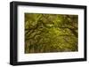 Georgia, Savannah, Oaks Covered in Moss at Wormsloe Plantation-Joanne Wells-Framed Photographic Print