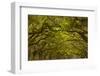 Georgia, Savannah, Oaks Covered in Moss at Wormsloe Plantation-Joanne Wells-Framed Photographic Print