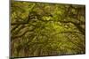 Georgia, Savannah, Oaks Covered in Moss at Wormsloe Plantation-Joanne Wells-Mounted Photographic Print