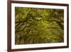 Georgia, Savannah, Oaks Covered in Moss at Wormsloe Plantation-Joanne Wells-Framed Photographic Print