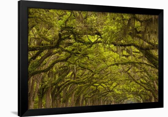 Georgia, Savannah, Oaks Covered in Moss at Wormsloe Plantation-Joanne Wells-Framed Photographic Print