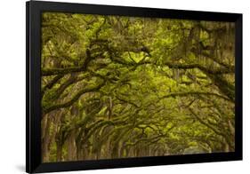 Georgia, Savannah, Oaks Covered in Moss at Wormsloe Plantation-Joanne Wells-Framed Photographic Print