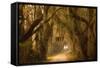 Georgia, Savannah, Savannah NWR, Moss Draped Oaks Along Drive-Joanne Wells-Framed Stretched Canvas