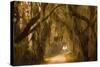 Georgia, Savannah, Savannah NWR, Moss Draped Oaks Along Drive-Joanne Wells-Stretched Canvas