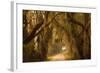 Georgia, Savannah, Savannah NWR, Moss Draped Oaks Along Drive-Joanne Wells-Framed Photographic Print