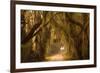 Georgia, Savannah, Savannah NWR, Moss Draped Oaks Along Drive-Joanne Wells-Framed Photographic Print