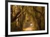 Georgia, Savannah, Savannah NWR, Moss Draped Oaks Along Drive-Joanne Wells-Framed Photographic Print